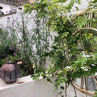 Courtyard Cool - Garden Design by Sarah Abbott Gardens