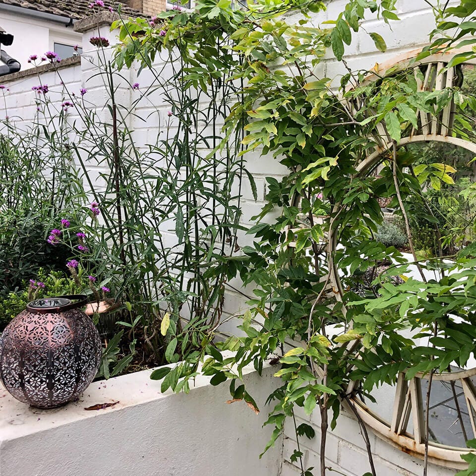 Courtyard Cool - Garden Design by Sarah Abbott Gardens